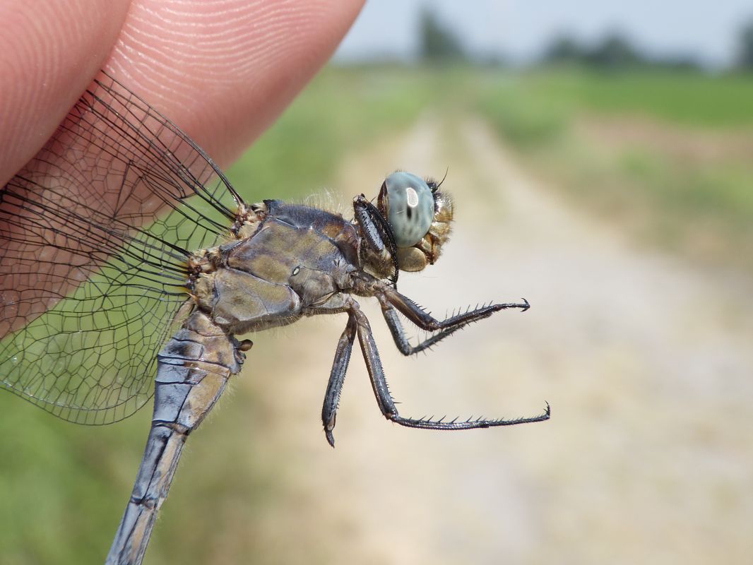 Orthetrum coerulescens  - Fausto Leandri