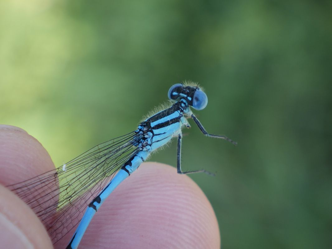 Erythromma lindenii  - Fausto Leandri