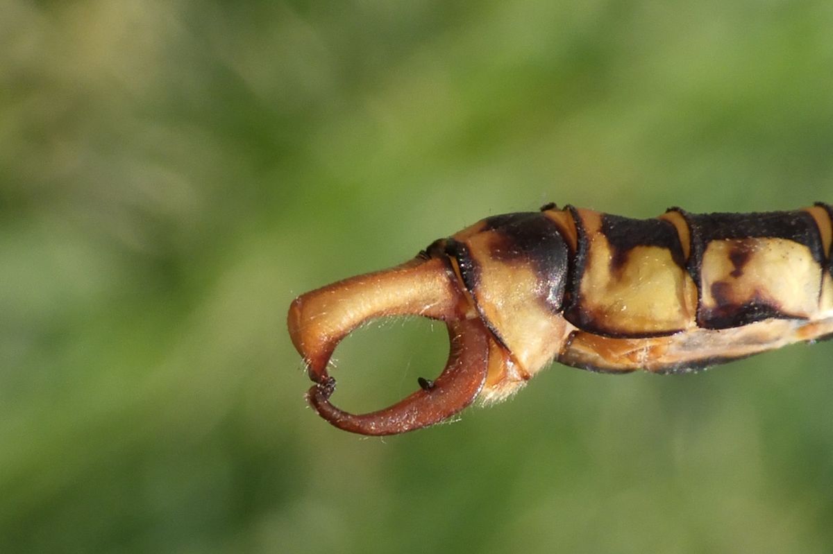 Onychogomphus forcipatus  - Fausto Leandri