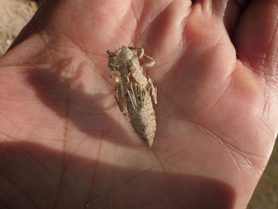 Gomphus vulgatissimus  - Fausto Leandri