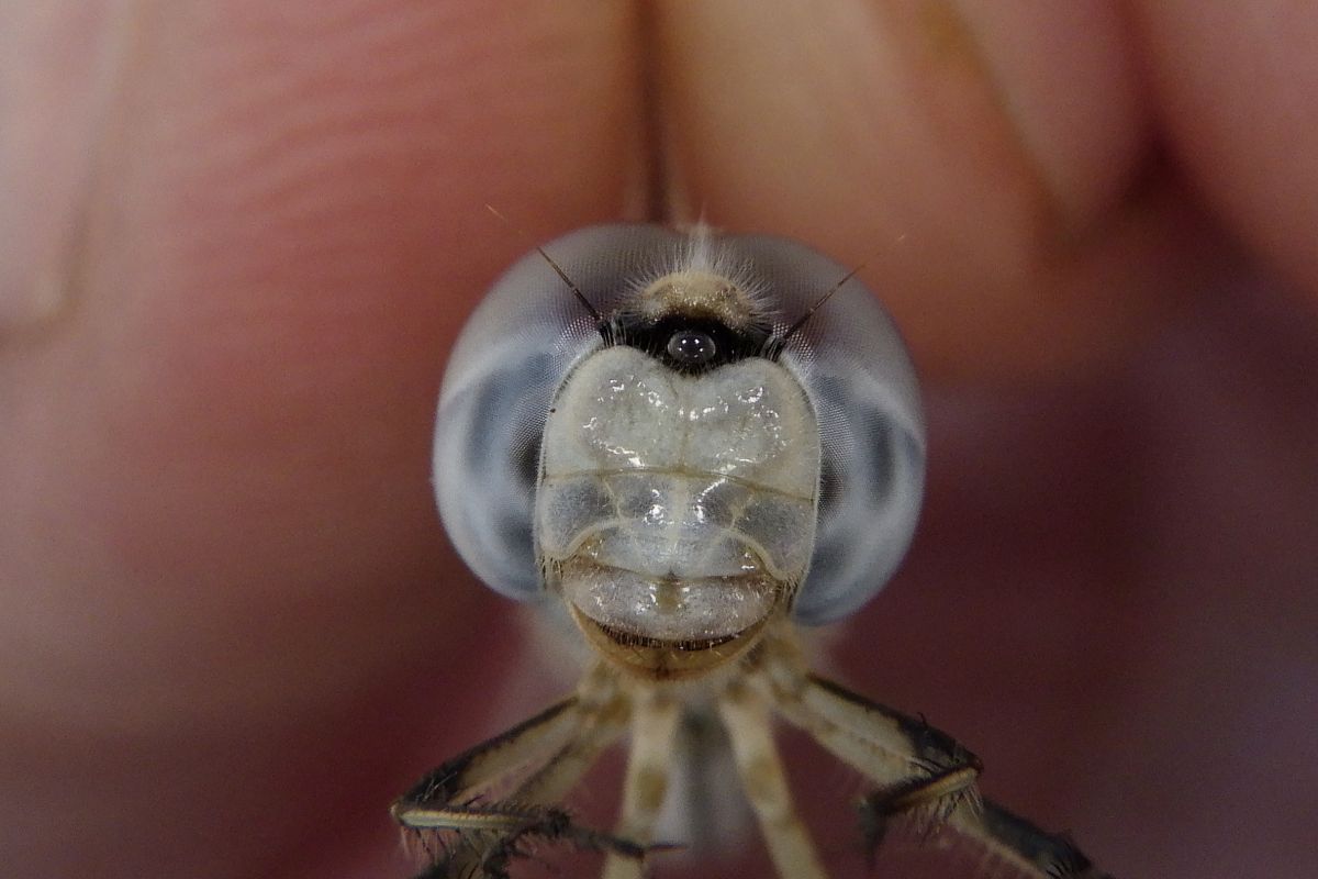 Selysiothemis nigra  - Fausto Leandri