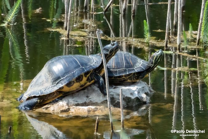 Nordamerikanische Buchstaben-Schmuckschildkröte  - Paolo Deimichei