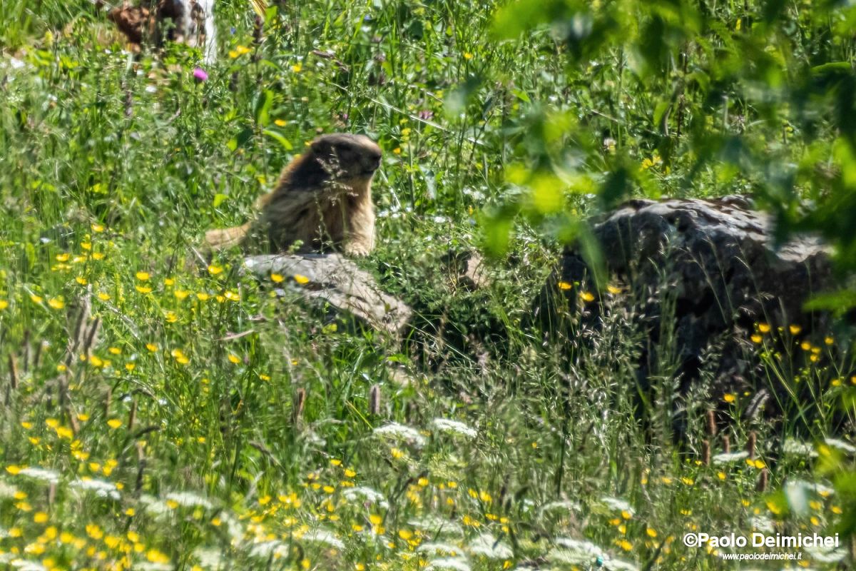 Marmotta  - Paolo Deimichei