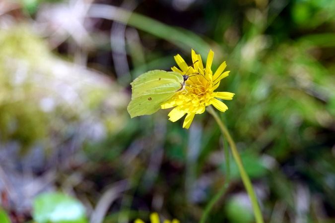 Gonepteryx rhamni  - Lino Veronesi