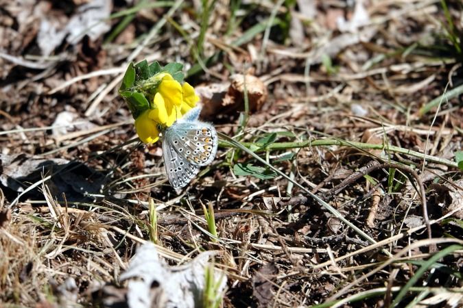 Polyommatus sp.  - Lino Veronesi