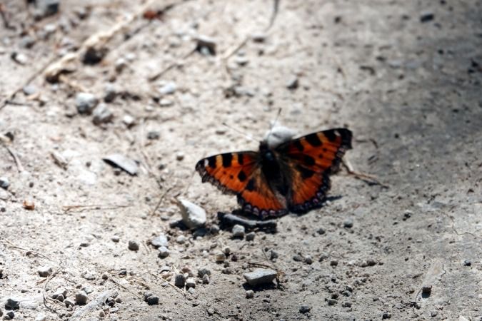 Aglais urticae  - Lino Veronesi