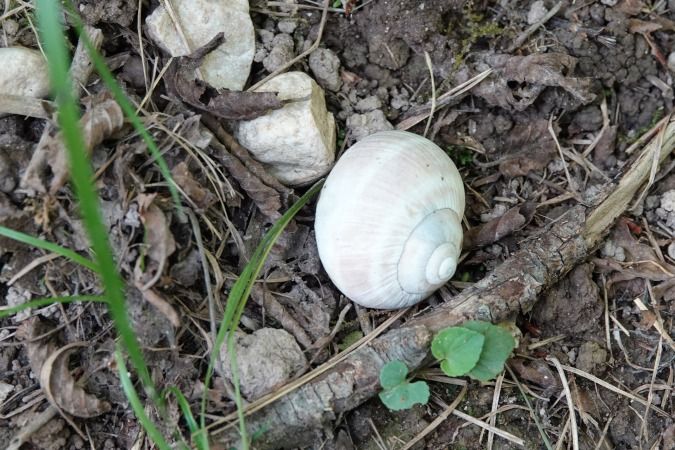 Helix pomatia  - Lino Veronesi