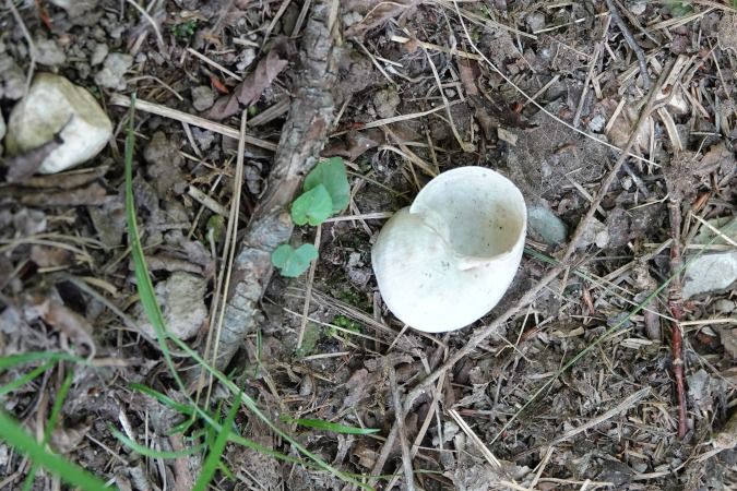 Helix pomatia  - Lino Veronesi