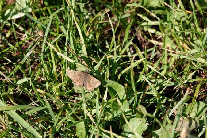 Erynnis tages  - Lino Veronesi