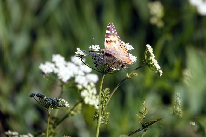 Vanessa cardui  - Lino Veronesi
