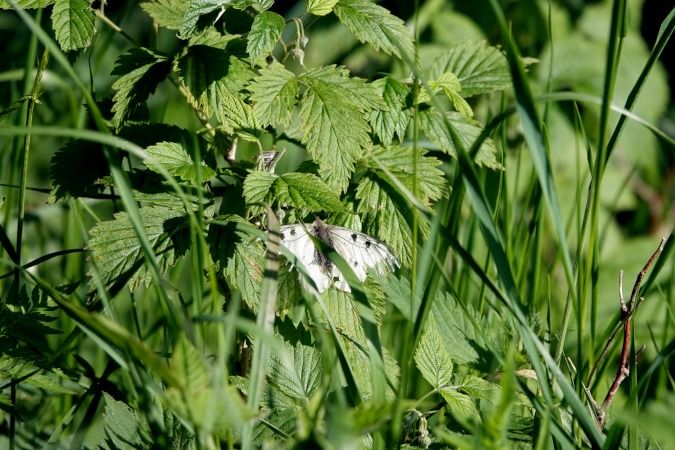 Parnassius mnemosyne  - Lino Veronesi