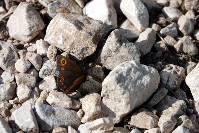 Erebia medusa  - Lino Veronesi