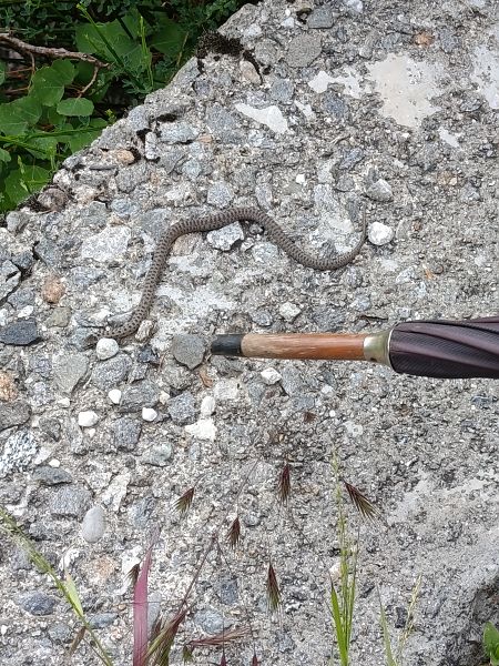 Vipera comune  - Gianpaolo Corti