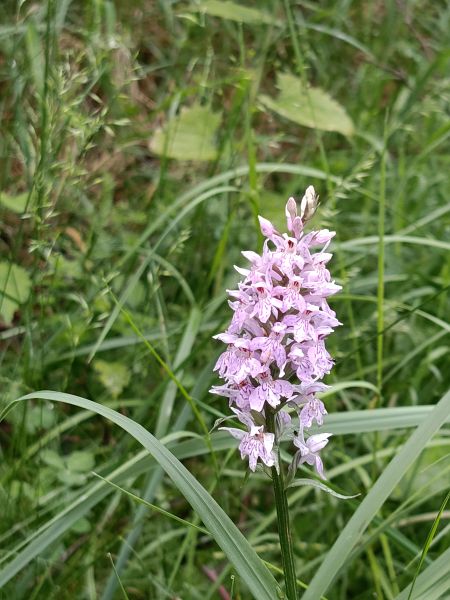 Dactylorhiza majalis  - Gianpaolo Corti