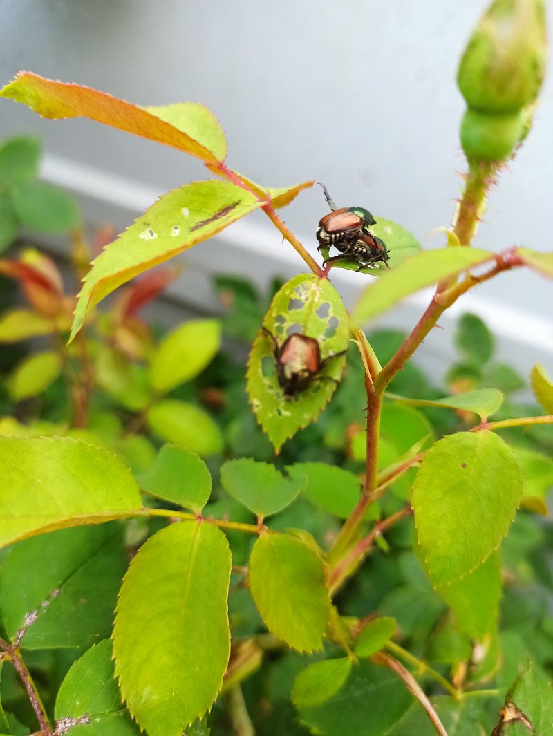 Popillia japonica  - Monica Artale