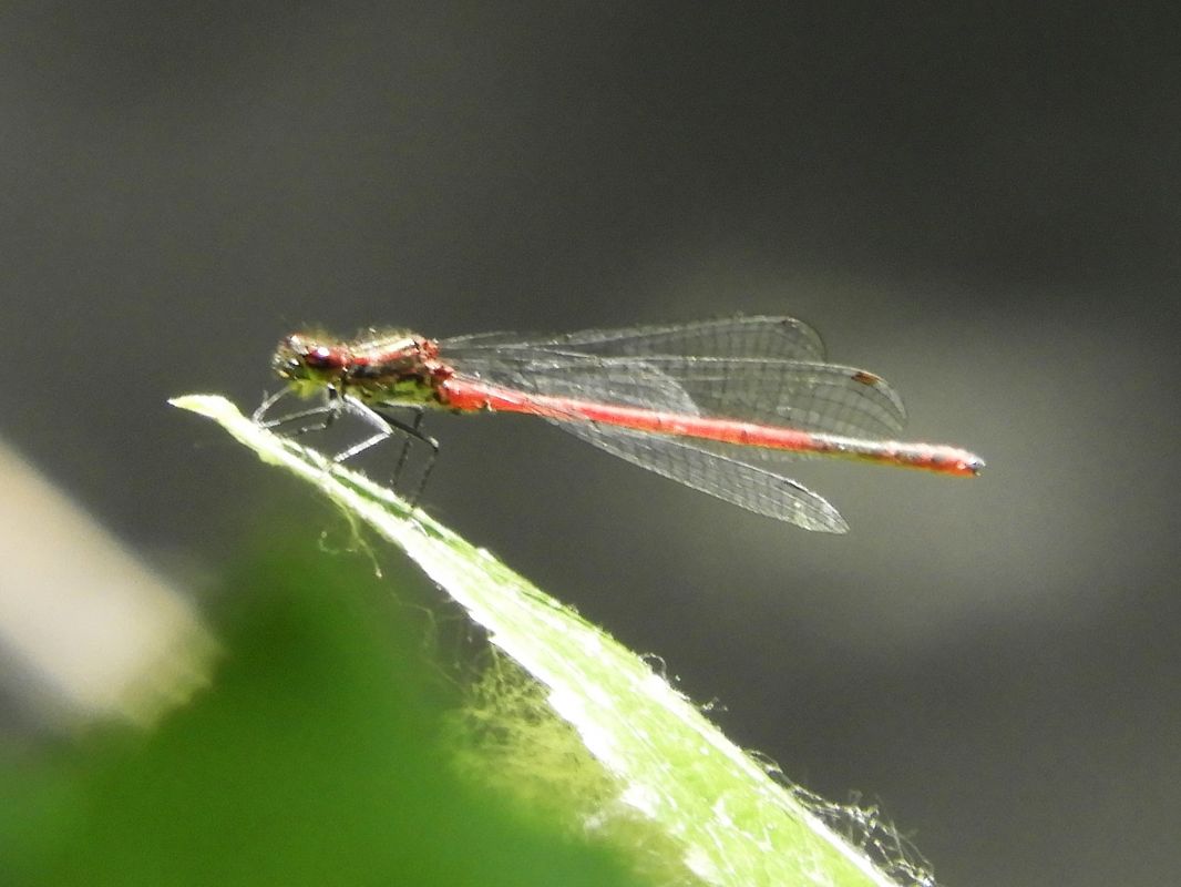 Pyrrhosoma nymphula  - Massimo Tassinari