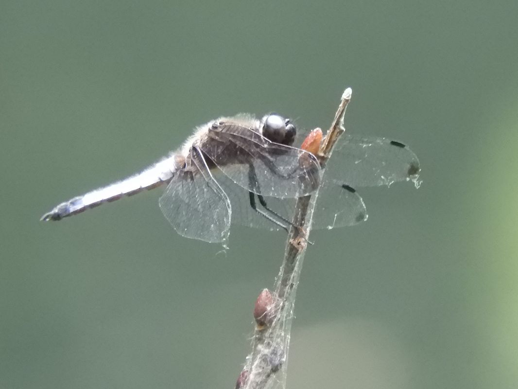 Libellula fulva  - Massimo Tassinari