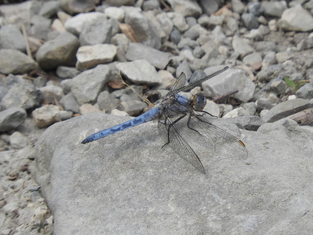 Orthetrum brunneum  - Massimo Tassinari