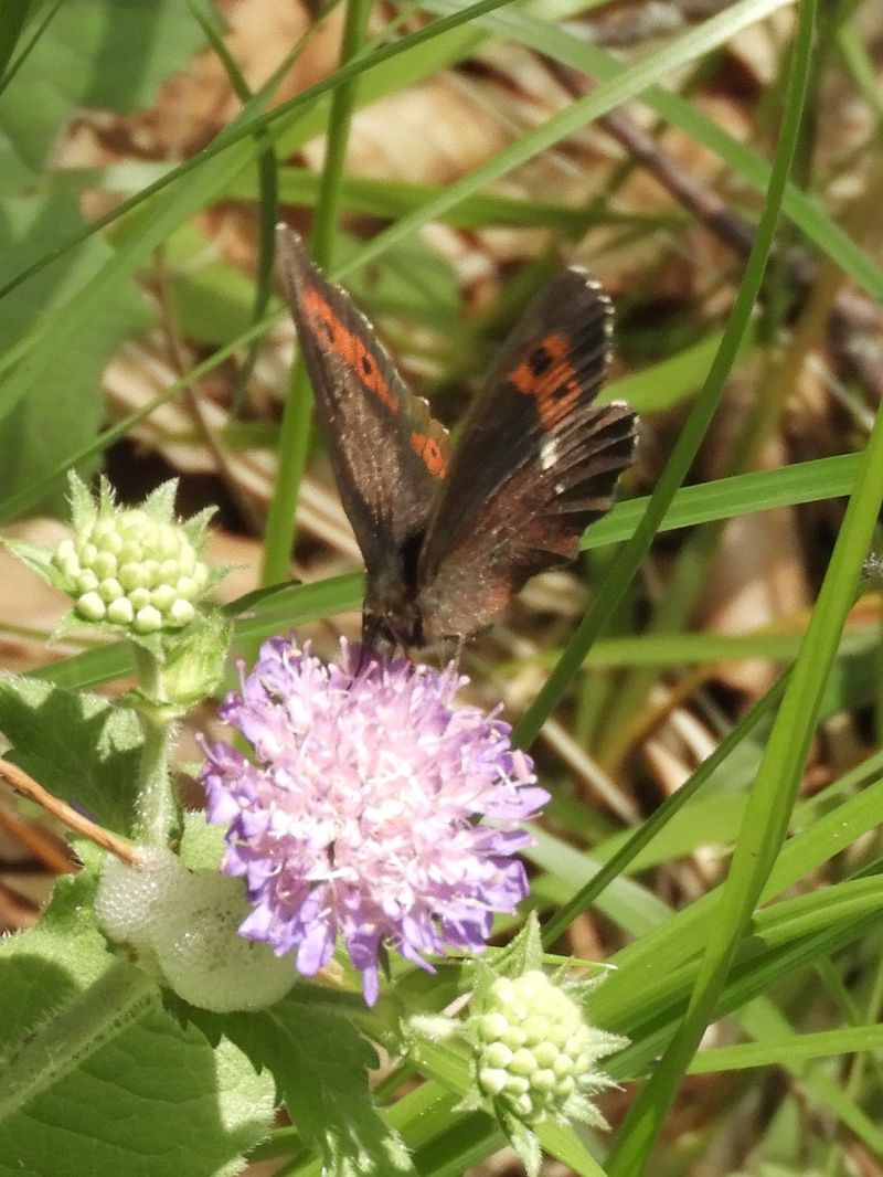 Erebia ligea  - Massimo Tassinari