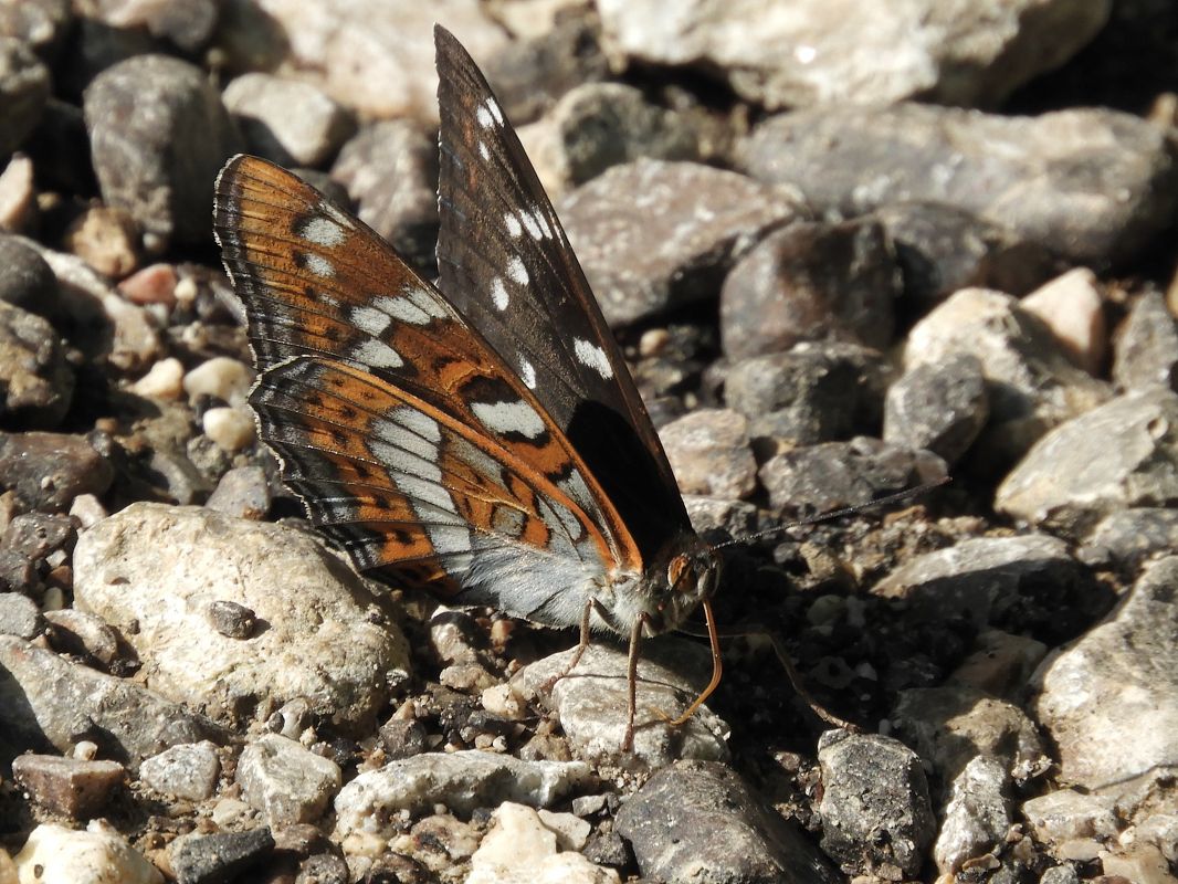 Limenitis populi  - Massimo Tassinari