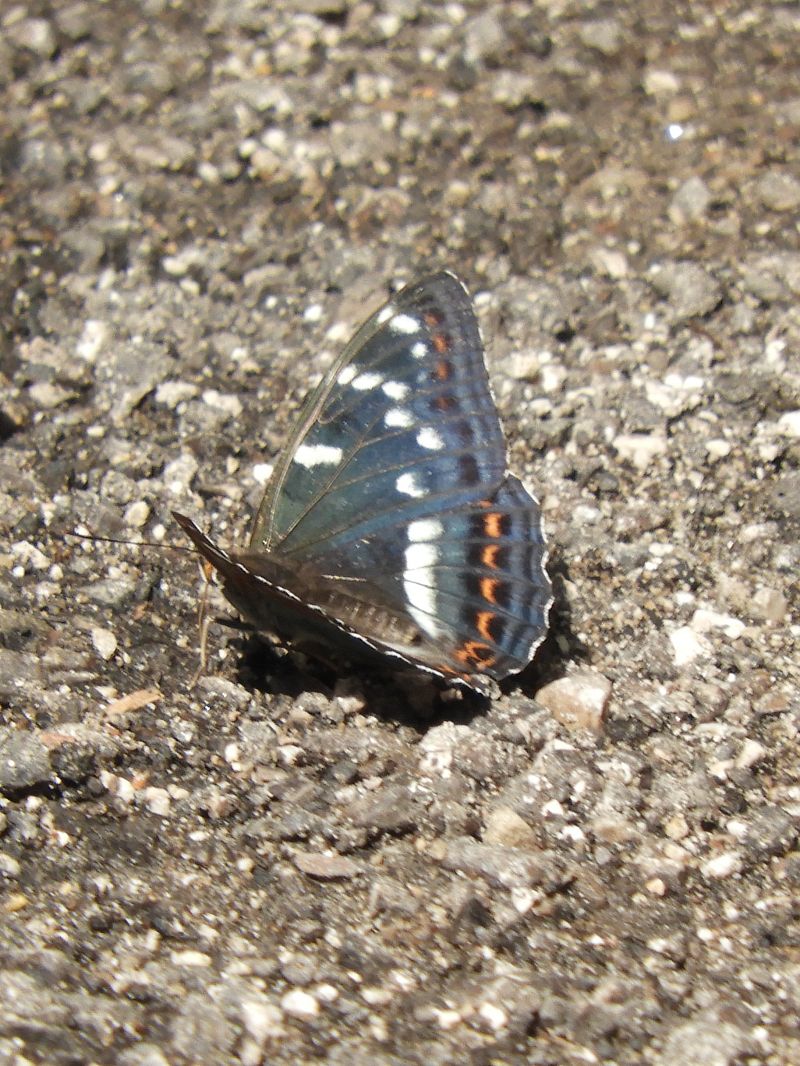 Limenitis populi  - Massimo Tassinari