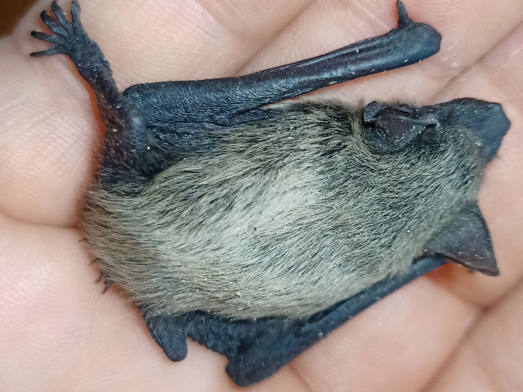 Pipistrello di Savi  - Claudio Danesi