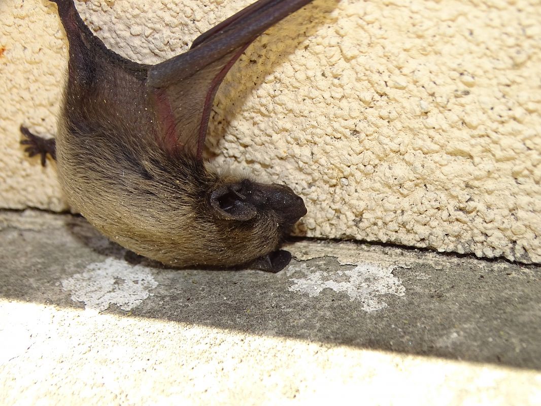 Pipistrello di Savi  - Claudio Danesi