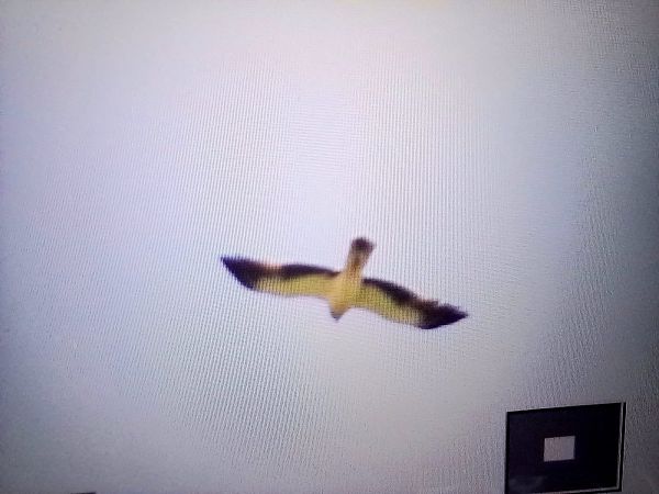 Aquila minore  - Anonimo