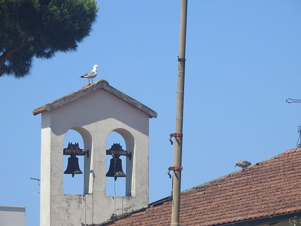 Gabbiano reale  - Niccolò Ghionzoli