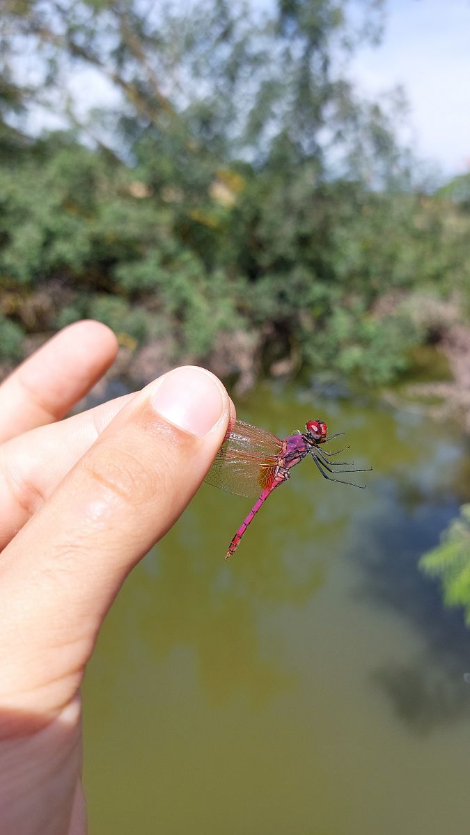 Trithemis annulata  - Leonardo Siddi