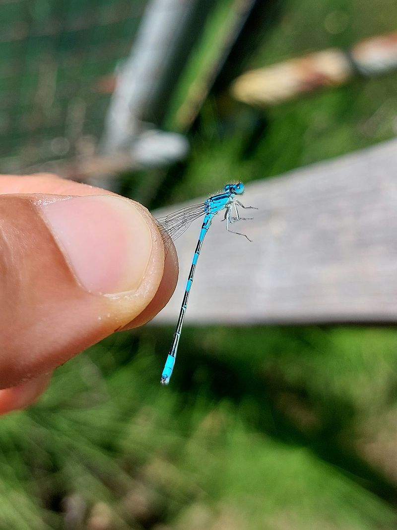 Coenagrion scitulum  - Leonardo Siddi