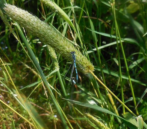 Coenagrion puella  - Elvire Laurens