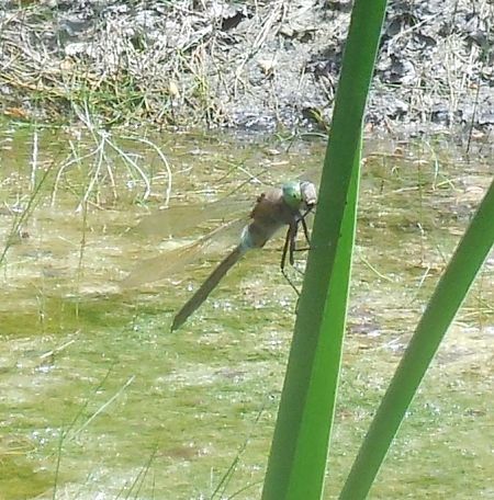 Anax parthenope  - Elvire Laurens