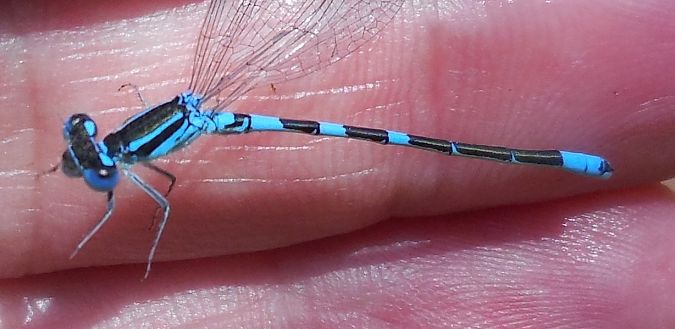Coenagrion scitulum  - Elvire Laurens