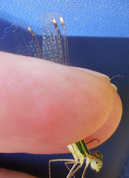 Lestes barbarus  - Elvire Laurens