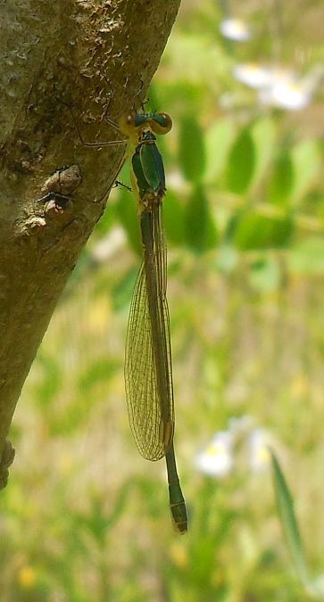 Odonata sp.  - Elvire Laurens