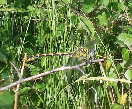 Onychogomphus forcipatus unguiculatus  - Elvire Laurens