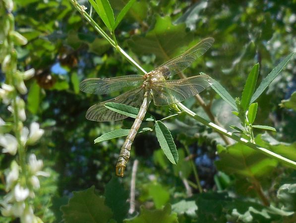 Onychogomphus forcipatus unguiculatus  - Elvire Laurens
