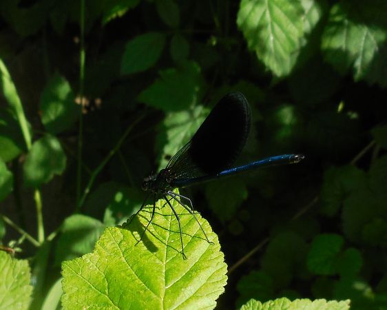Calopteryx splendens  - Elvire Laurens