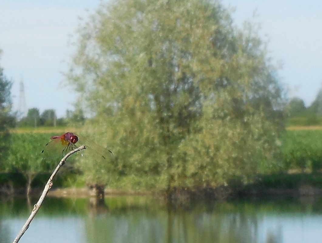 Trithemis annulata  - Elvire Laurens