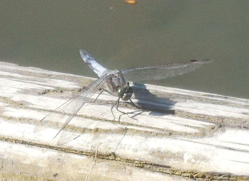 Orthetrum cancellatum  - Elvire Laurens