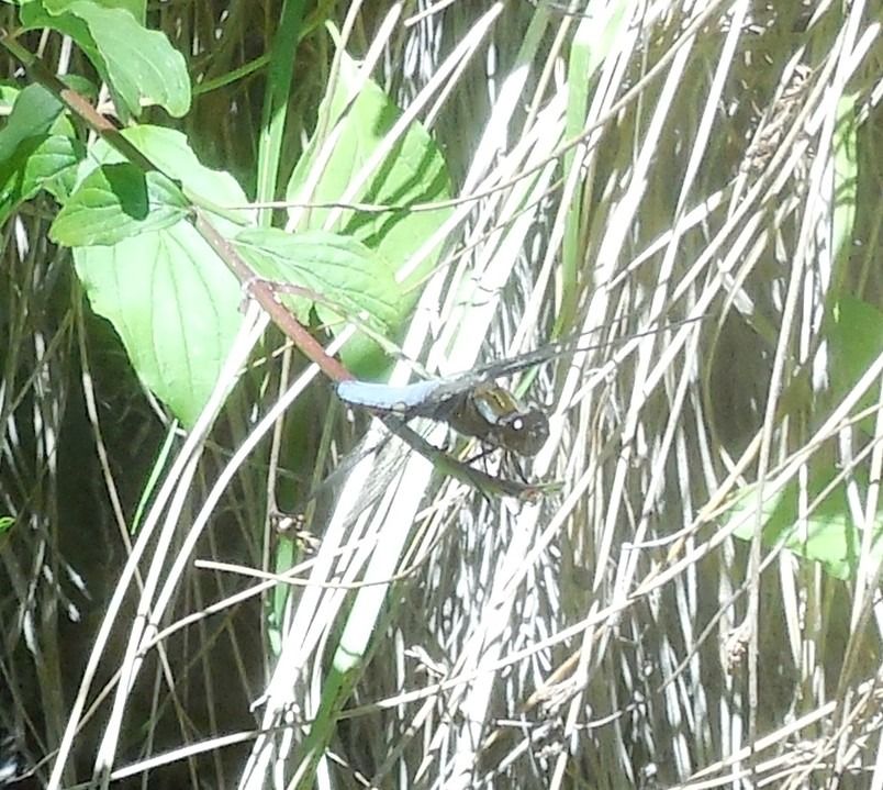 Libellula depressa  - Elvire Laurens