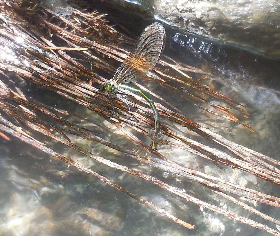 Calopteryx virgo  - Elvire Laurens