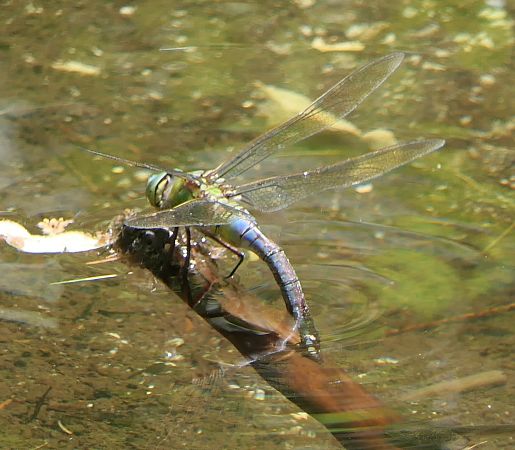 Anax imperator  - Fabio Angeli