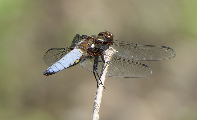 Libellula depressa  - Fabio Angeli