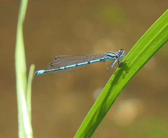 Coenagrion puella  - Fabio Angeli