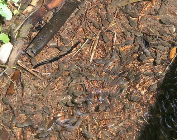 Rana temporaria  - Fabio Angeli
