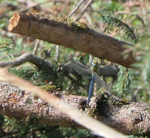Anax imperator  - Fabio Angeli