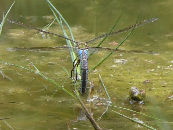 Anax imperator  - Fabio Angeli