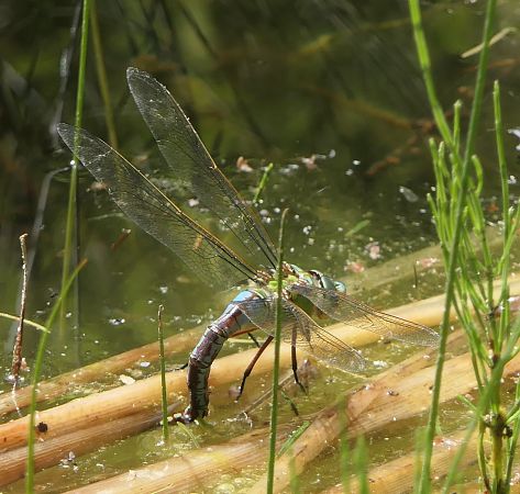 Anax imperator  - Fabio Angeli